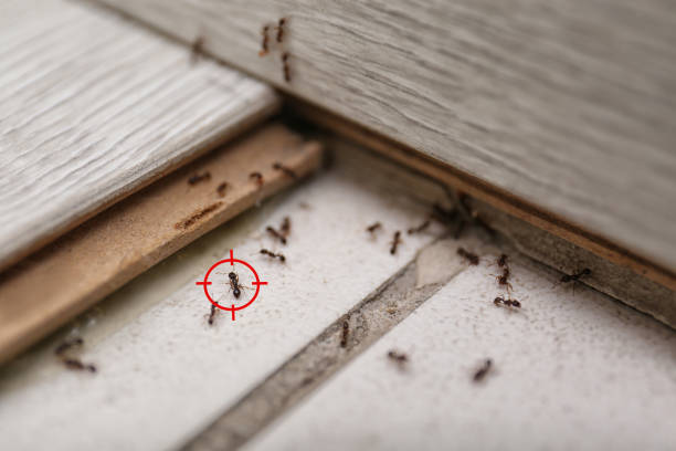 Best Pest Removal Services  in Ethete, WY