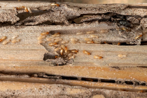 Best Exterminator Services  in Ethete, WY