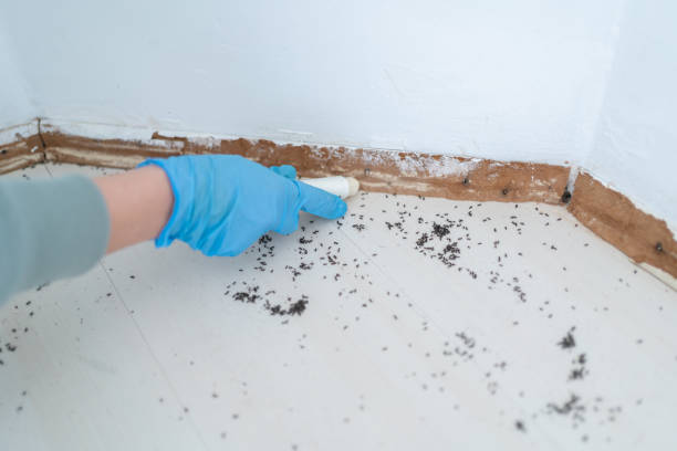 Best Wasp Removal Services  in Ethete, WY